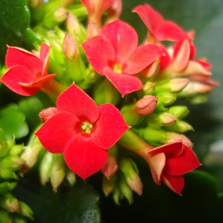 KALANCHOE ROSIE